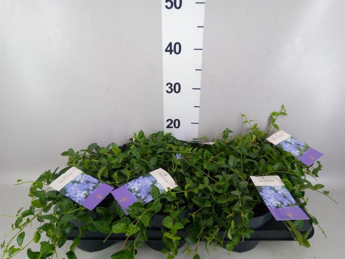 <h4>Vinca minor</h4>
