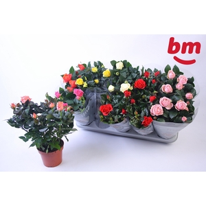 RO B MONDE GEM 6 SRT