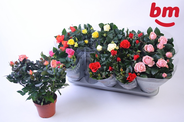 <h4>RO B MONDE GEM 6 SRT</h4>