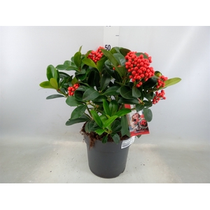 Skimmia jap. 'Veitchii'