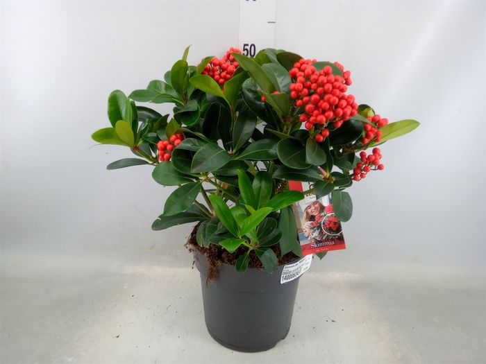 <h4>Skimmia jap. 'Veitchii'</h4>