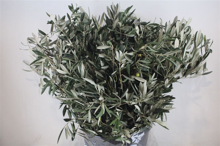 <h4>Olive 400gr P/b</h4>