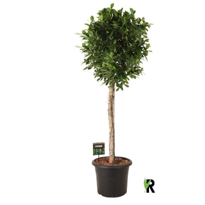Ficus Mi Overig stam Nitida
