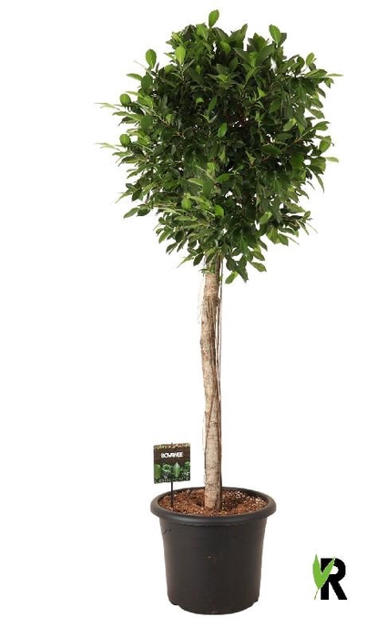 <h4>Ficus Mi Overig stam Nitida</h4>