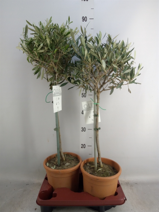 <h4>Olea europaea</h4>