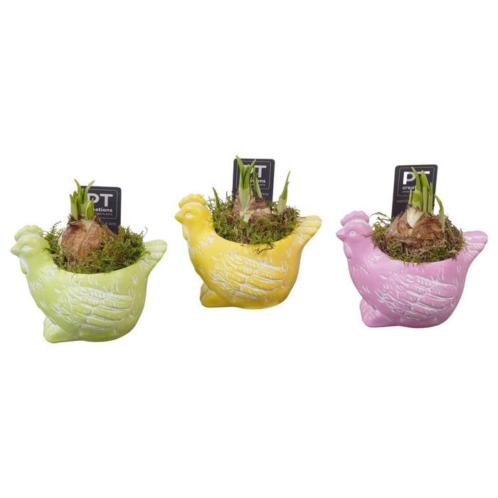 <h4>Arr.  Narcissus Tete Tete L%</h4>