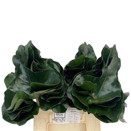 <h4>Anthurium Arrow Blad</h4>