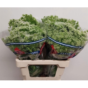 AMMI MAJUS GRACELAND