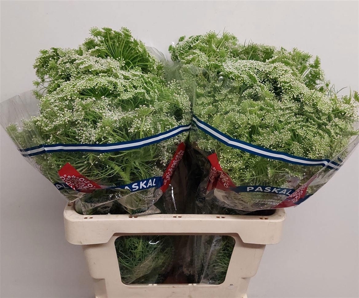 <h4>AMMI MAJUS GRACELAND</h4>