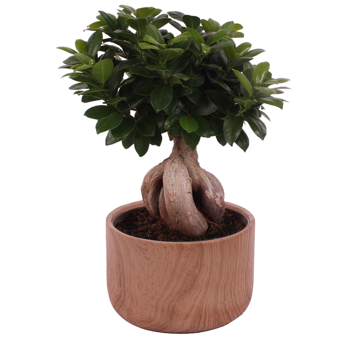 <h4>Ficus m. Ginseng Ball Shape Ø22cm in Ø24cm Ceramic NT565</h4>