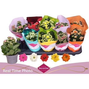 KAL GE PERF GEM 5 KL