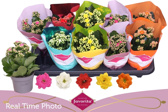 <h4>KAL GE PERF GEM 5 KL</h4>