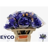 Agapanthus Eyfori Blue 50cm