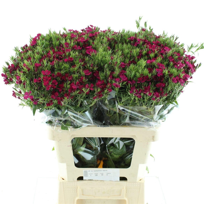 <h4>Di Barb Amazon Cherry</h4>