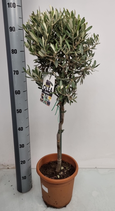 <h4>OLEA EUROPAEA</h4>