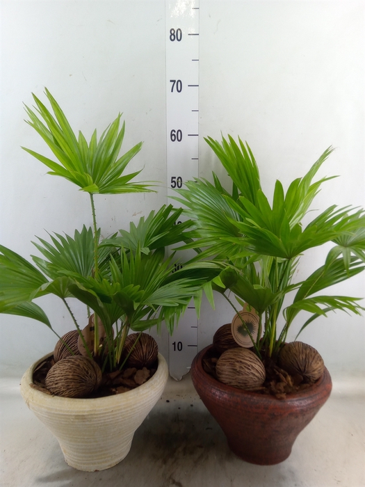 <h4>Livistona rotundifolia</h4>