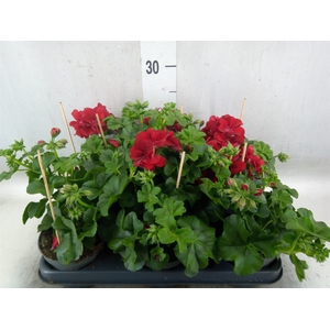 Pelargonium pelt.   ...