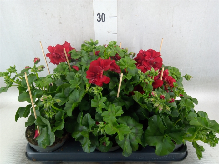 <h4>Pelargonium pelt.   ...</h4>