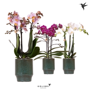 Kolibri Orchids Phalaenopsis mix 3 spike in Classy pot green