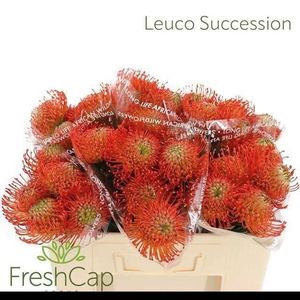 LEUCO CO SUCCESSION 50 CM