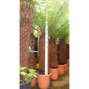 dicksonia antarctica