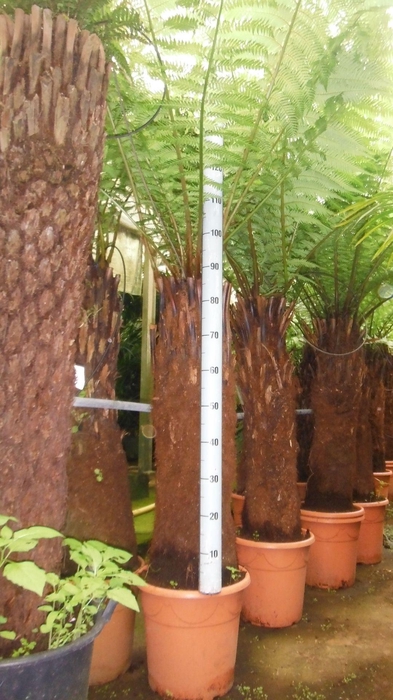 <h4>dicksonia antarctica</h4>