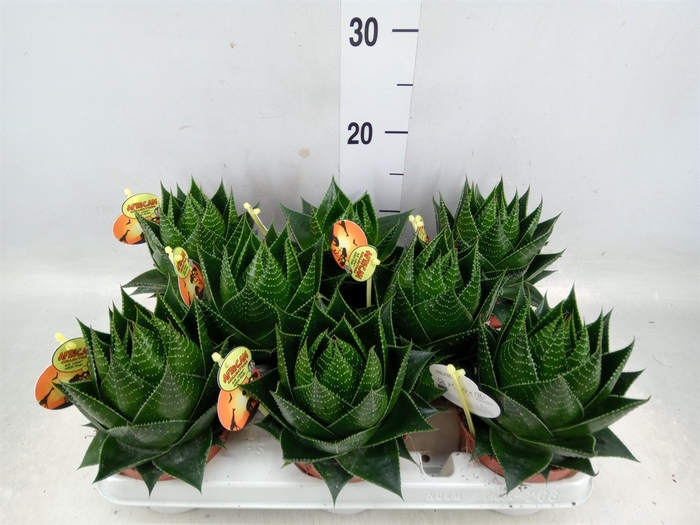 <h4>Aloe aristata 'Cosmo'</h4>