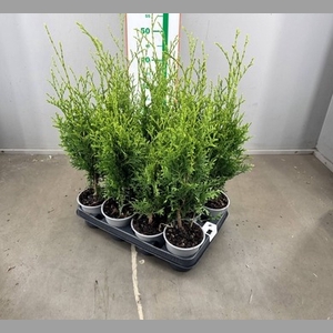 CHAM OV GROEN