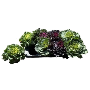 BRASSICA (SIERKOOL)