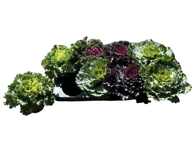 <h4>BRASSICA (SIERKOOL)</h4>