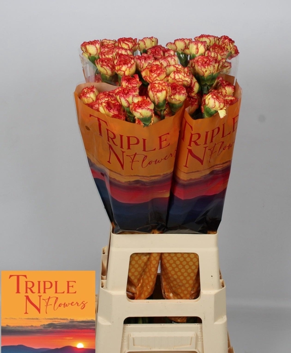 <h4>DI ST DIEGO</h4>