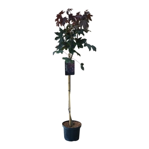 Acer platanoides 'Crimson Sentry' 80ST