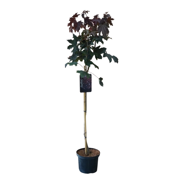 <h4>Acer platanoides 'Crimson Sentry' 80ST</h4>