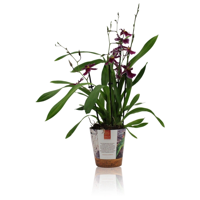 <h4>Inca Cambria Blossomfalls 3 spike in Jungle cover</h4>