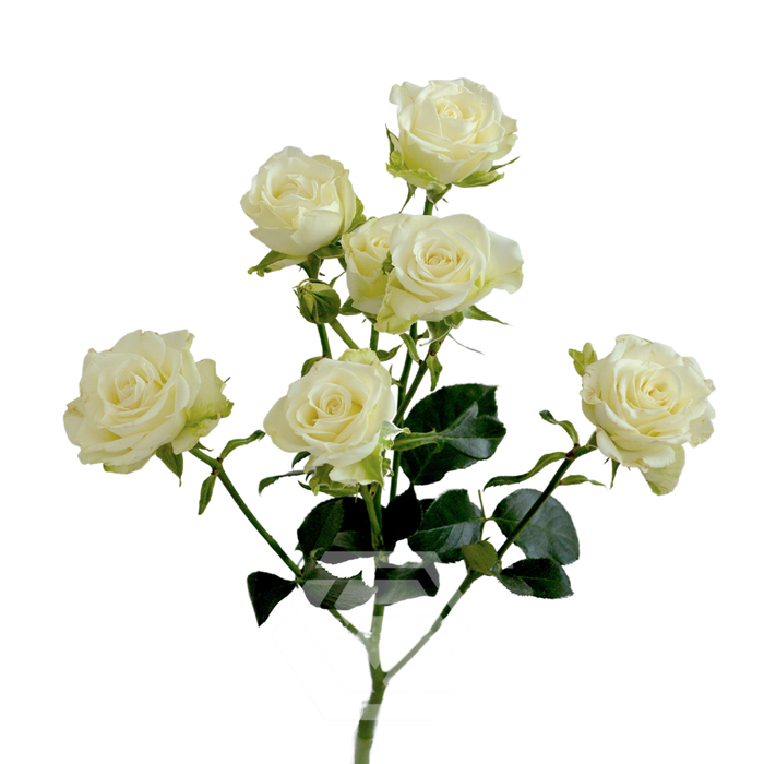 <h4>R TR SNOWFLAKE</h4>