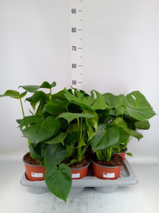 <h4>Monstera delic.</h4>