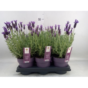 Lavandula stoec. 'Anouk'
