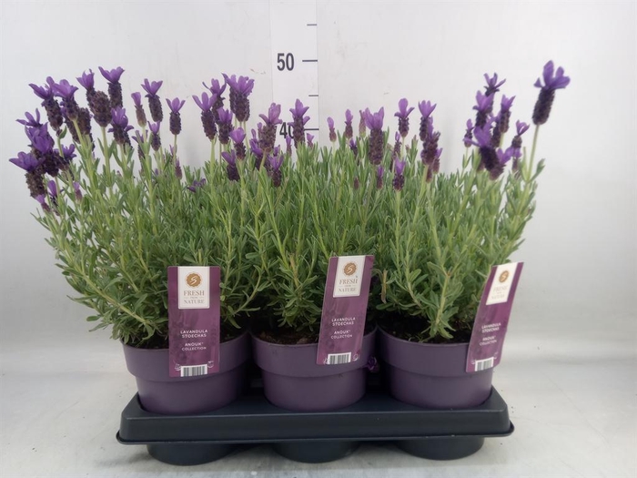 <h4>Lavandula stoec. 'Anouk'</h4>