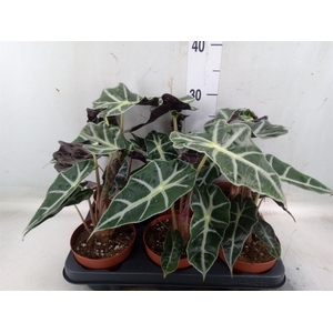 Alocasia amazonica