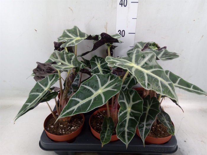 <h4>Alocasia amazonica</h4>