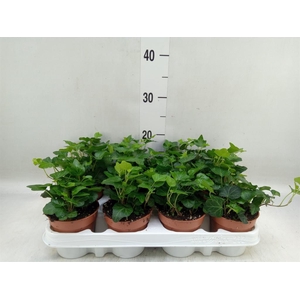 Hedera helix 'Wonder'