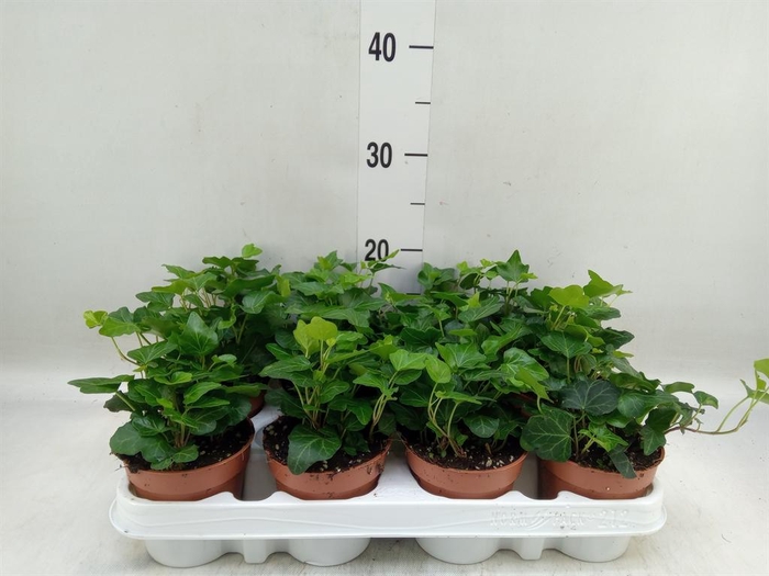 <h4>Hedera helix 'Wonder'</h4>