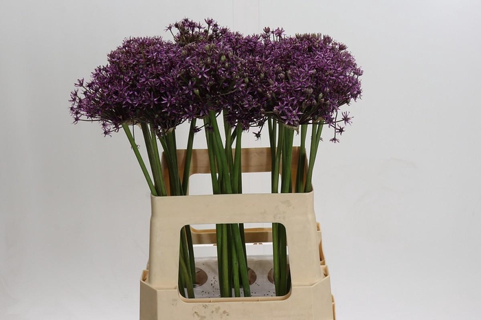 <h4>Allium Miami</h4>