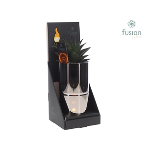 Glas tube Led planter groot met Haworthia