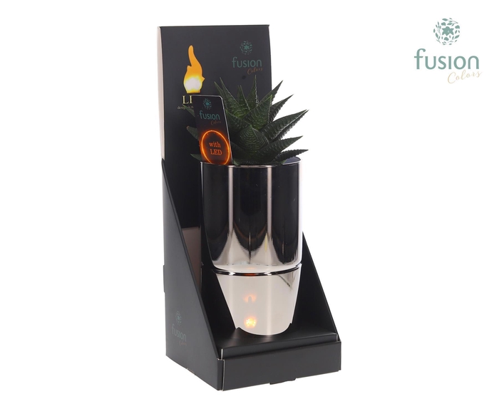 <h4>Glas tube Led planter groot met Haworthia</h4>