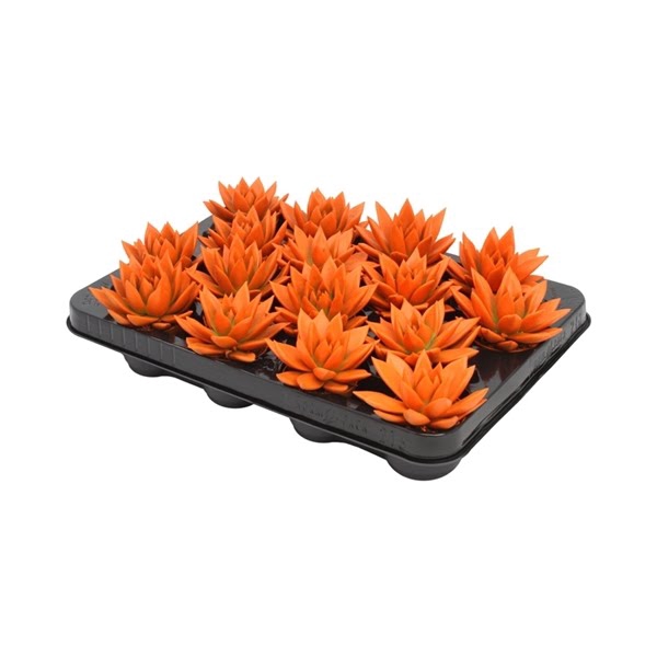 <h4>Echeveria coloured orange</h4>