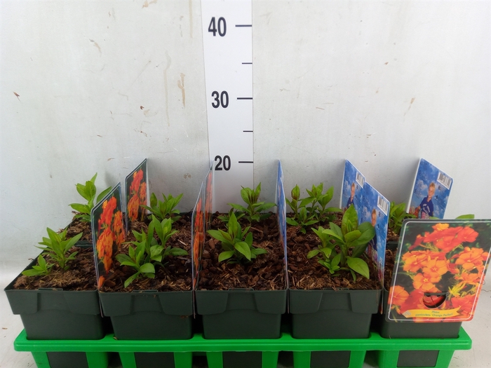 <h4>Phlox panic. 'Orange Perfection'</h4>