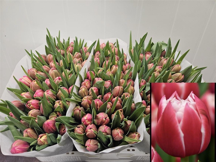 <h4>Tu Du Columbus</h4>