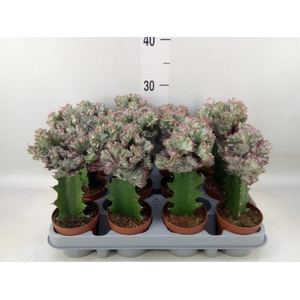 Euphorbia lactea