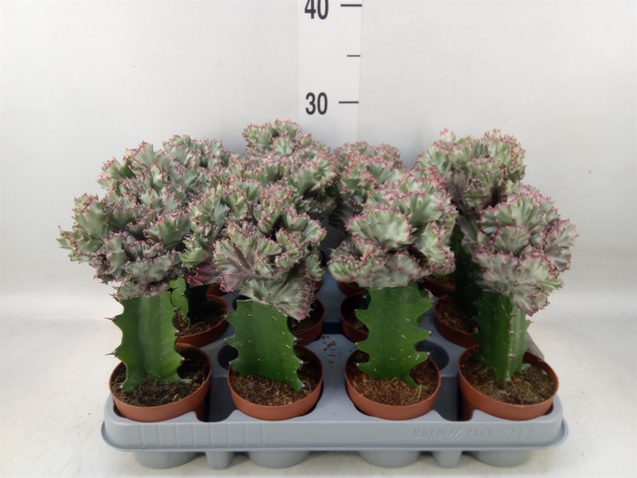 <h4>Euphorbia lactea</h4>